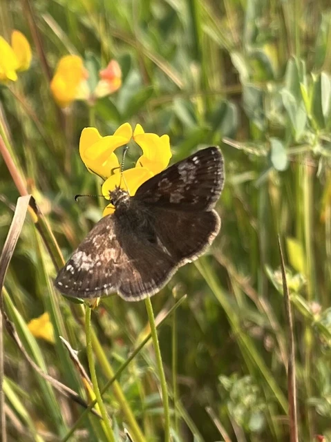 Erynnis tages - cigánylepke