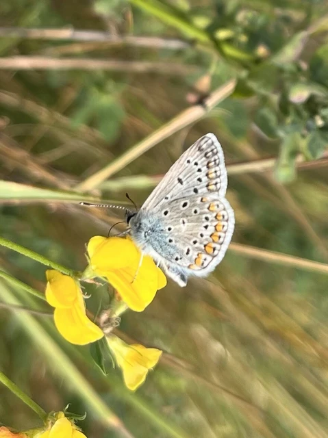Polyommatus icarus - közönséges boglárka