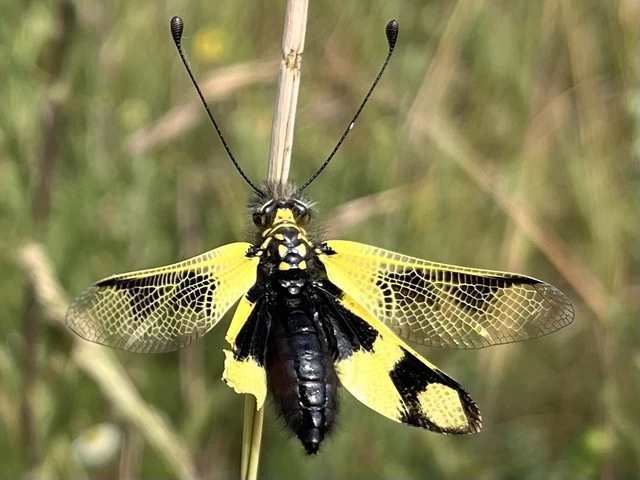 Libelloides macaronius - keleti rablópille