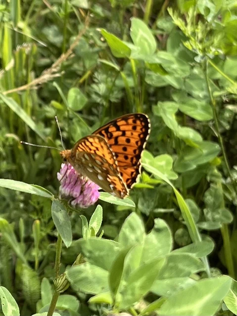 Argynnis aglaja - kerekfoltú gyöngyházlepke
