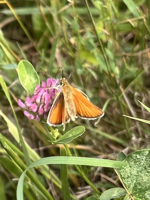 Thymelicus lineola - vonalas busalepke