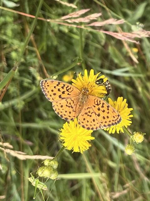 Brenthis daphne - málna-gyöngyházlepke