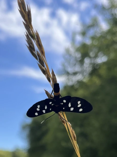 Amata phegea - fehérpettyes álcsüngőlepke