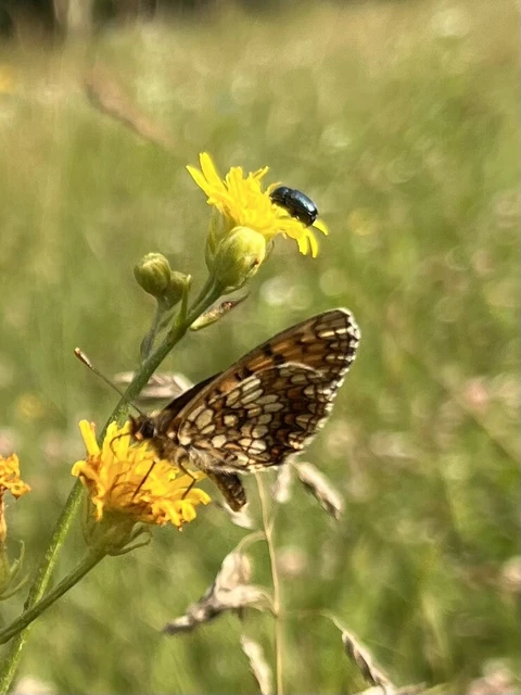 Melitaea aurelia - recés tarkalepke