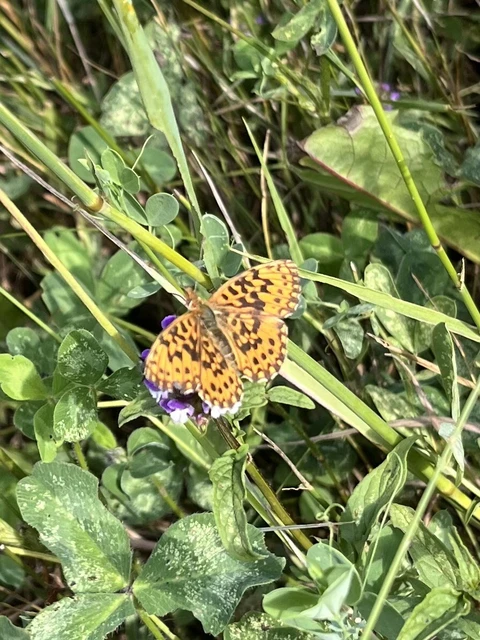 Boloria dia - kis gyöngyházlepke