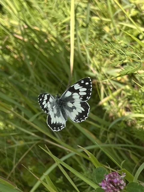 Melanargia galathea - sakktáblalepke