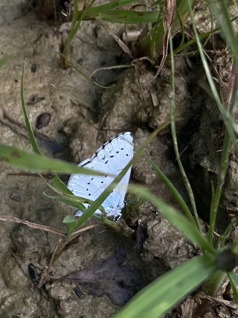 Celastrina argiolus - bengeboglárka