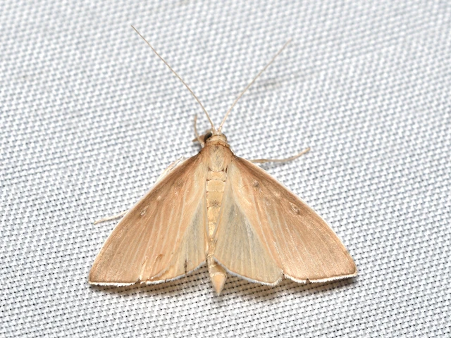 Sclerocona acutellus - hegyesszárnyú tűzmoly