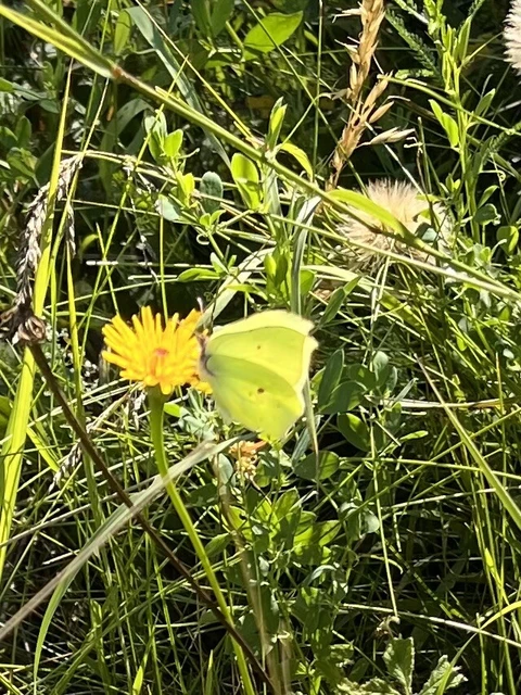 Gonepteryx rhamni - citromlepke