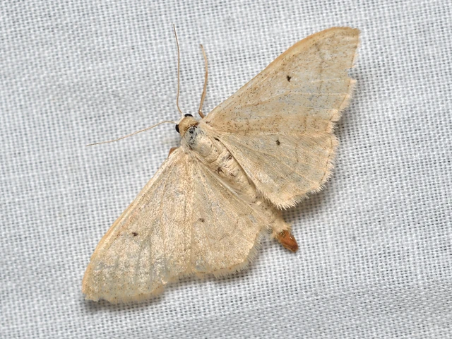 Idaea straminata - szalmasárga sávosaraszoló