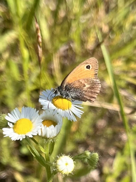 Coenonympha pamphilus - kis szénalepke