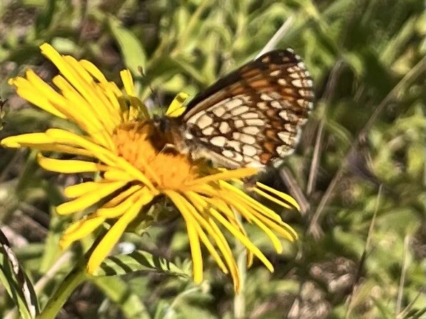 Melitaea athalia/aurelia/britomartis