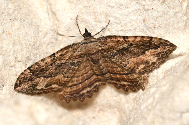 Philereme transversata - varjútövis-araszoló