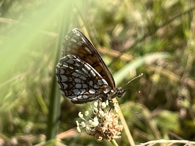 Melitaea athalia - közönséges tarkalepke