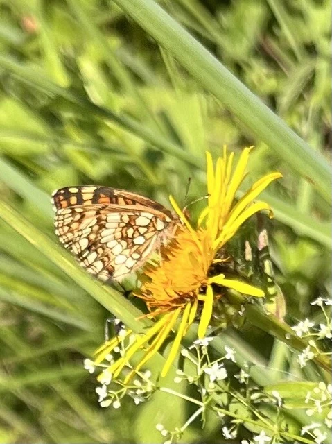 Melitaea athalia - közönséges tarkalepke