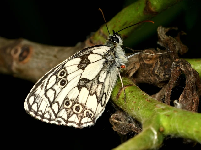 Melanargia galathea - sakktáblalepke