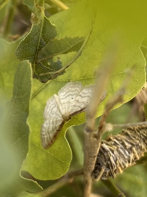 Idaea humiliata - vörösszélű apróaraszoló