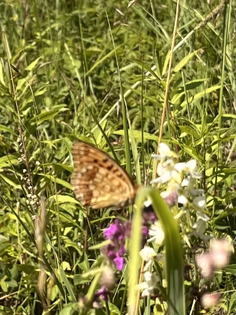 Argynnis adippe - ezüstös gyöngyházlepke