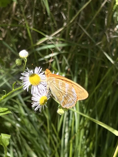 Argynnis paphia - nagy gyöngyházlepke