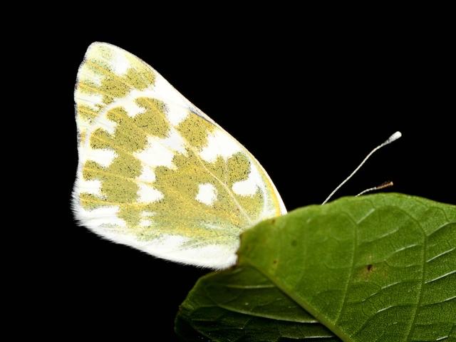 Pontia edusa - rezedalepke