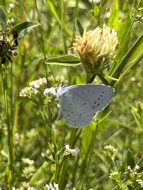 Celastrina argiolus - bengeboglárka