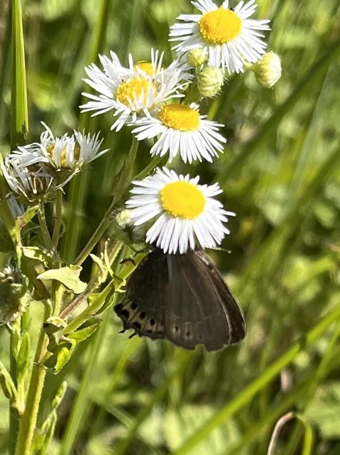 Satyrium pruni - szilvafa-csücsköslepke