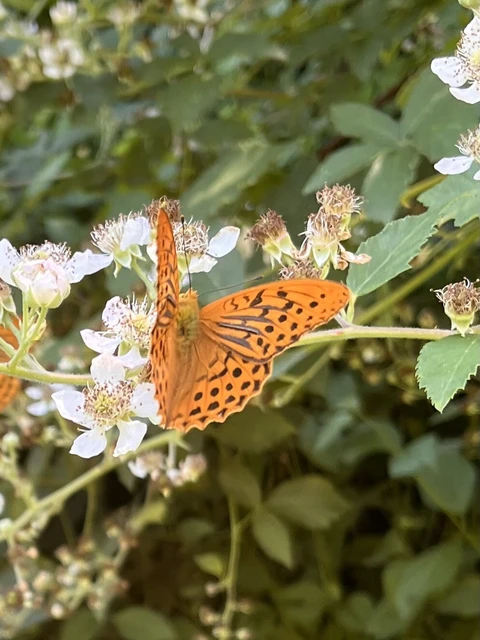 Argynnis paphia - nagy gyöngyházlepke