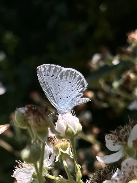 Celastrina argiolus - bengeboglárka