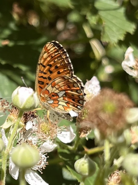 Boloria euphrosyne - árvácska-gyöngyházlepke Boloria euphrosyne - árvácska-gyöngyházlepke
