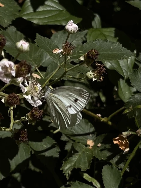 Pieris napi - repcelepke