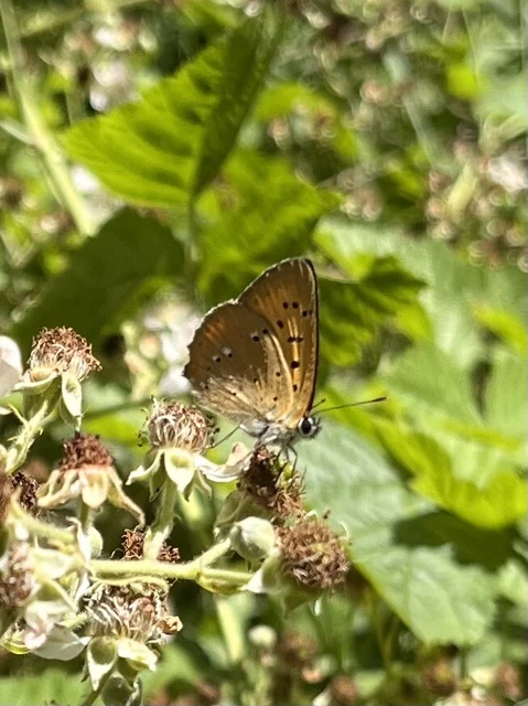 Lycaena virgaureae - arany-tűzlepke