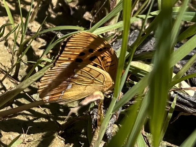Argynnis laodice - keleti gyöngyházlepke