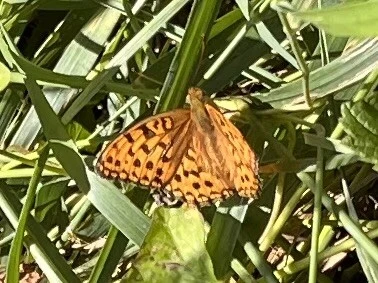 Argynnis adippe - ezüstös gyöngyházlepke
