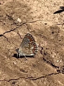 Aricia agestis - szerecsenboglárka