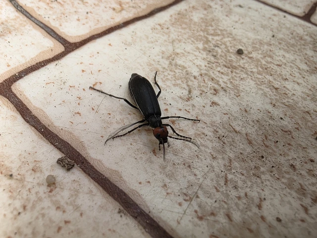 Epicauta rufidorsum - hollóbogár