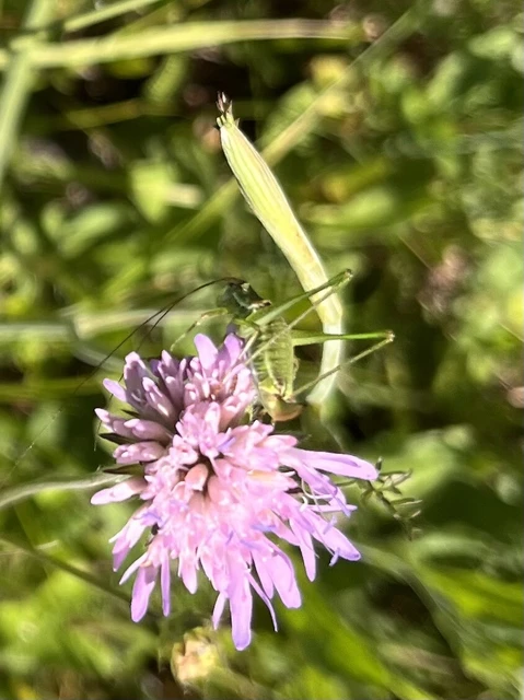 Leptophyes albovittata - közönséges virágszöcske Leptophyes albovittata - közönséges virágszöcske