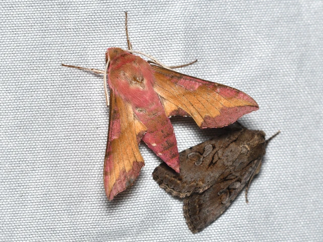Deilephila porcellus - piros szender