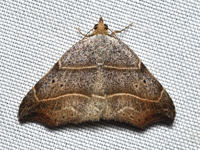 Laspeyria flexula - zuzmóbagoly