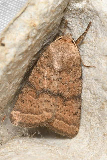 Hoplodrina octogenaria - barna selymesbagoly
