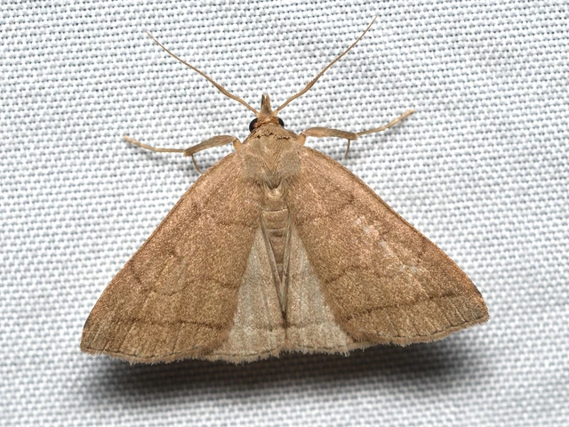 Treitschkendia tarsipennalis - tollaslábú karcsúbagoly