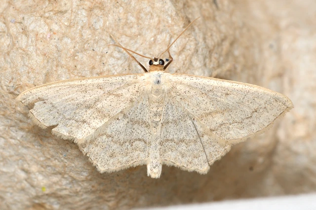 Scopula nigropunctata - feketepettyes araszoló