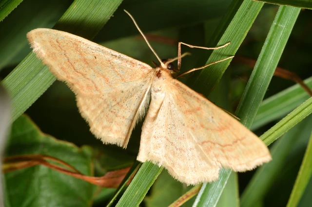 Idaea rufaria - vörhenyes sávosaraszoló