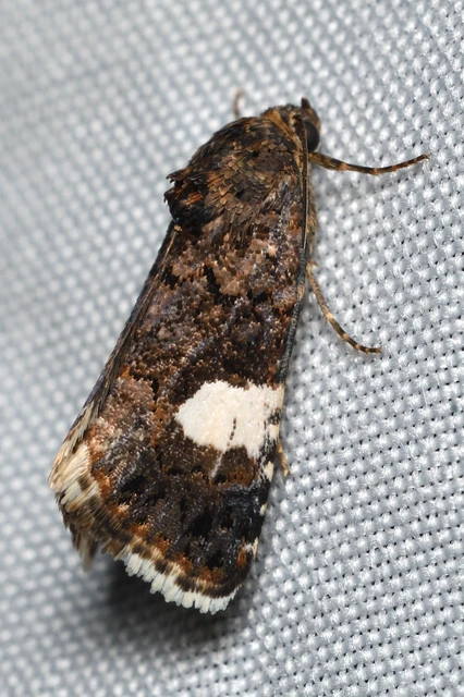 Tyta luctuosa - fekete nappalibagoly