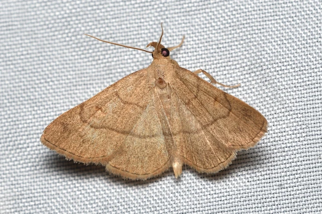 Paracolax tristalis - sárgás karcsúbagoly