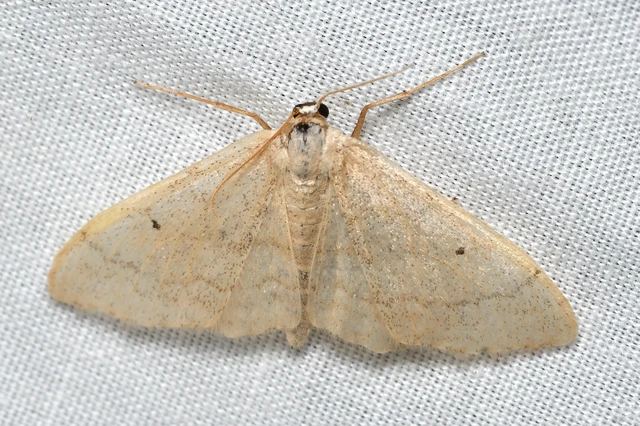 Idaea straminata - szalmasárga sávosaraszoló
