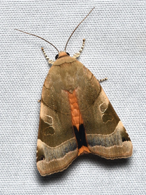 Noctua fimbriata - szélessávú sárgafűbagoly