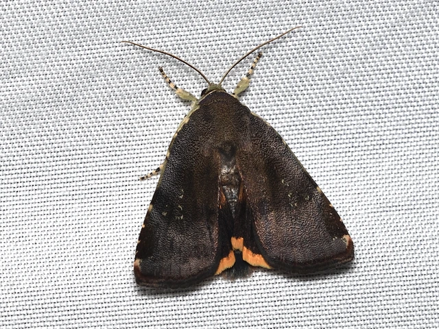 Noctua janthina - tarka sárgafűbagoly
