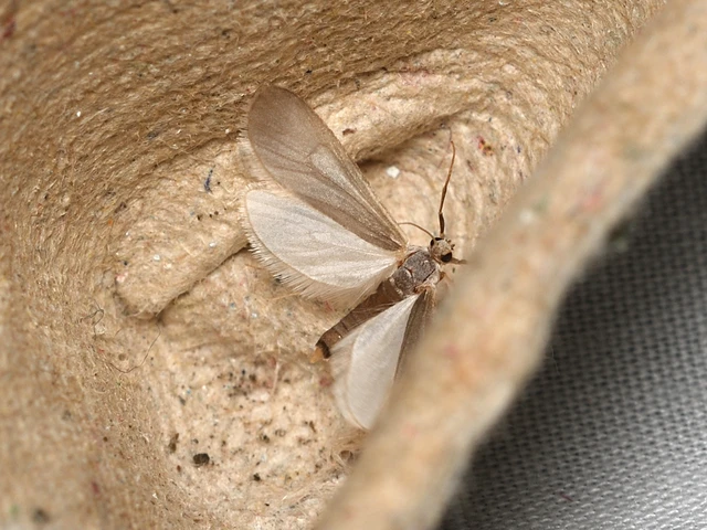 Acentria ephemerella - törpe vízimoly