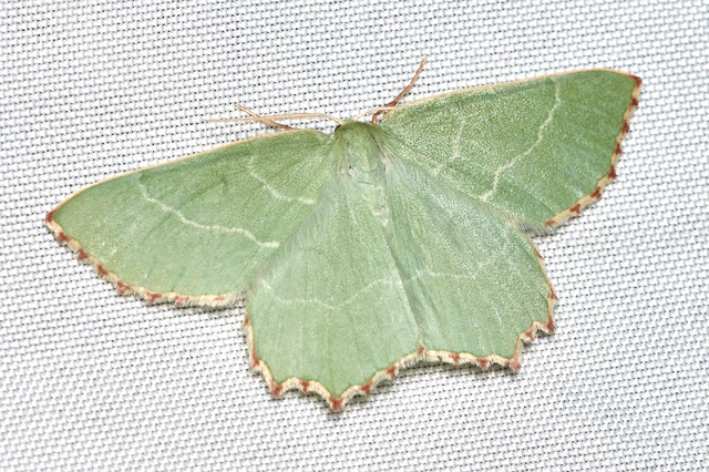 Thalera fimbrialis - csipkésszélű zöldaraszoló