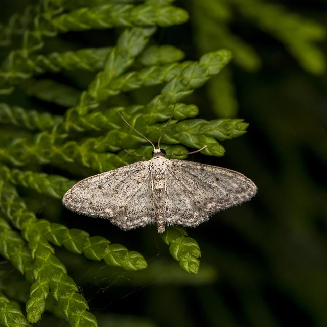 Idaea seriata - szürke apróaraszoló